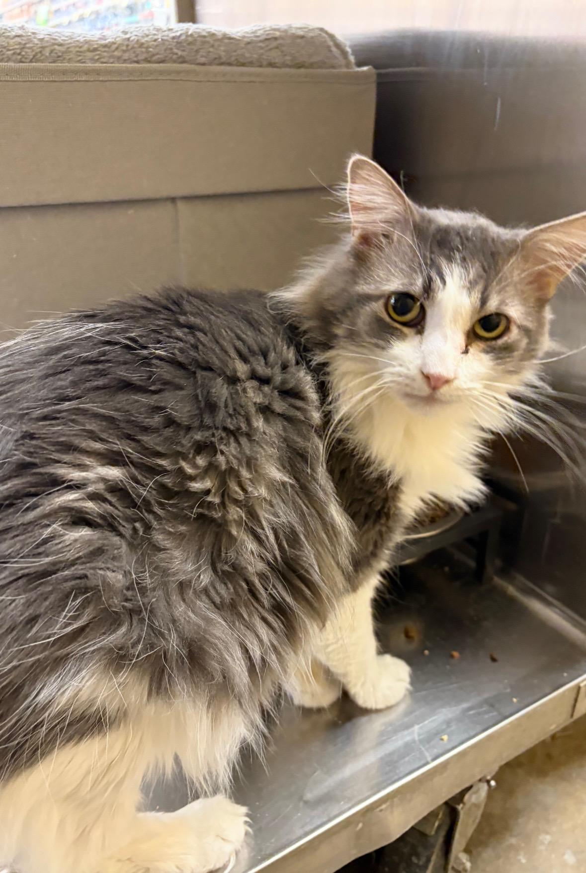 Enlarge BAXTER & BISCUIT , a ADOPTABLE Domestic Long Hair in Independence, OH image 5/5
