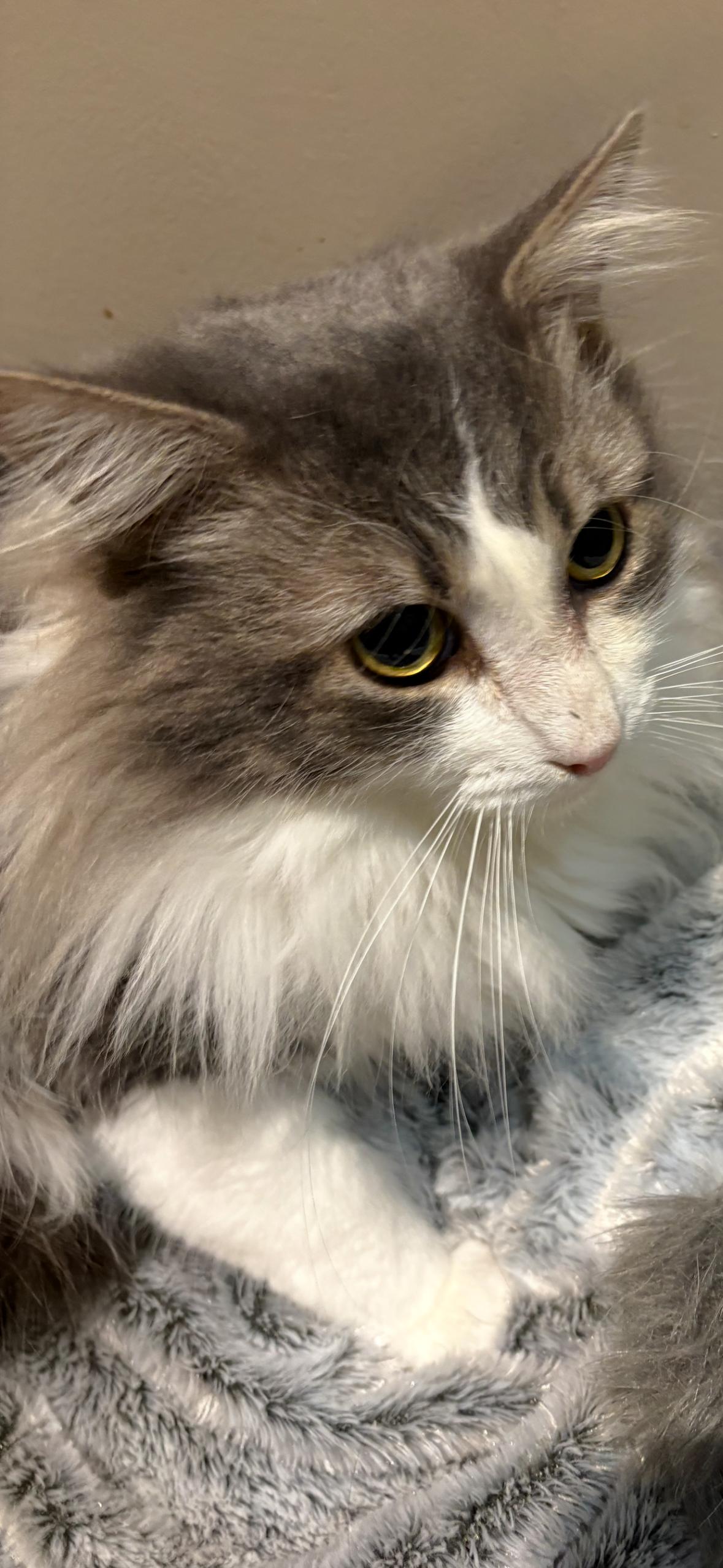 Enlarge BAXTER & BISCUIT , a ADOPTABLE Domestic Long Hair in Independence, OH image 4/5