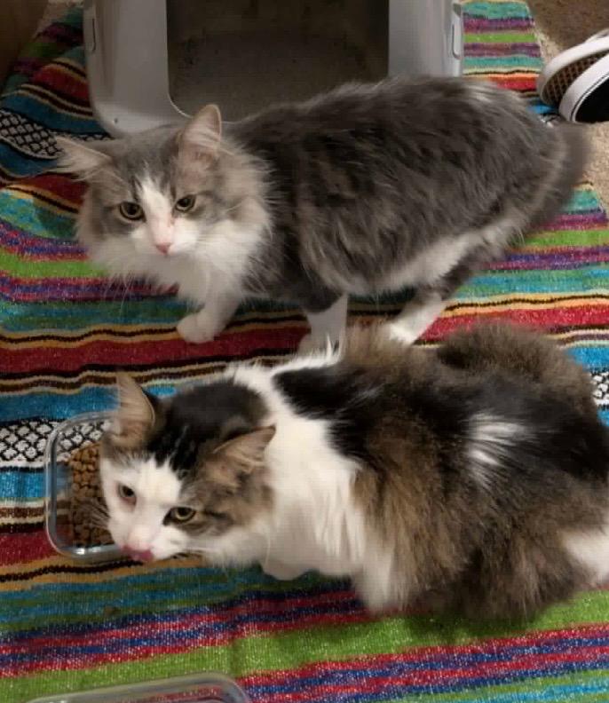 BAXTER & BISCUIT , ADOPTABLE, Adult Male Domestic Long Hair.