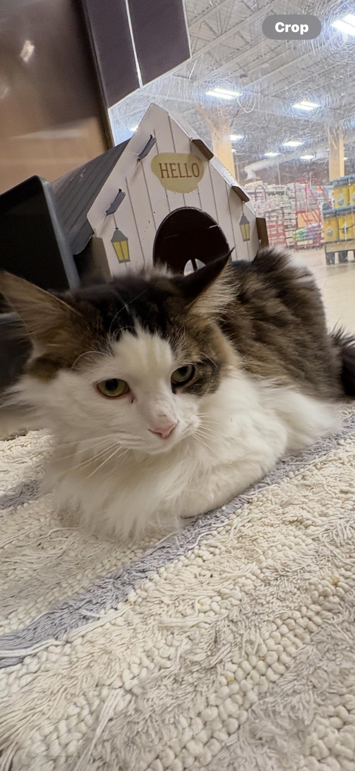 Enlarge BAXTER & BISCUIT , a ADOPTABLE Domestic Long Hair in Independence, OH image 4/5