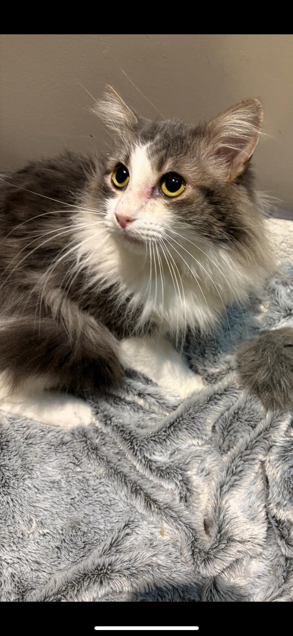 Enlarge BAXTER & BISCUIT , a ADOPTABLE Domestic Long Hair in Independence, OH image 5/5