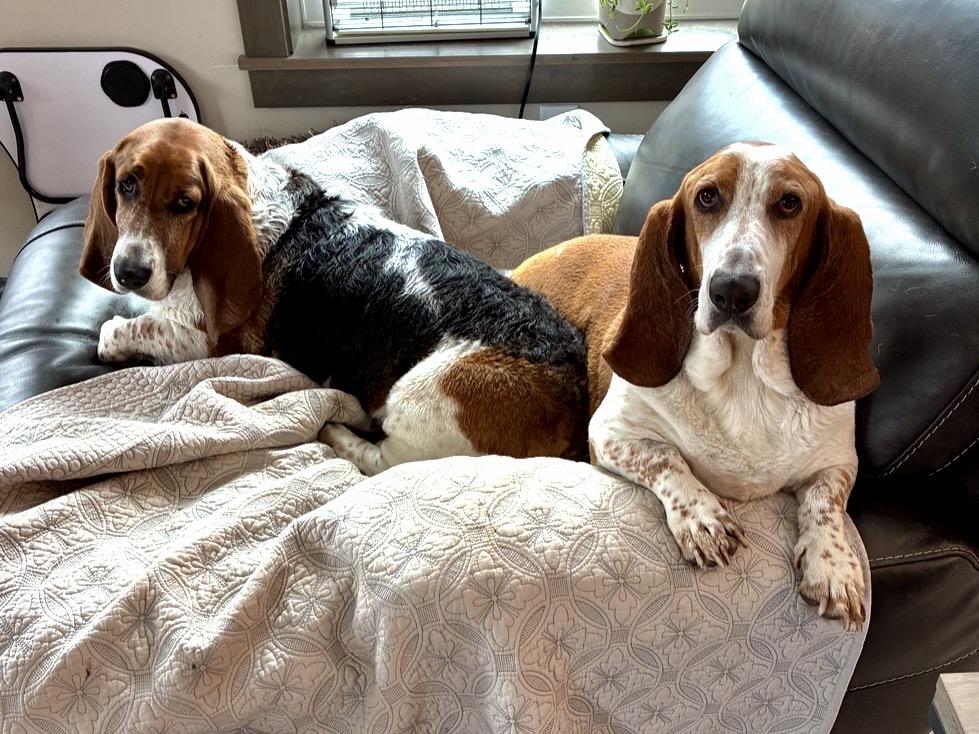 Enlarge Winston & Roxy, a ADOPTABLE Basset Hound in St. Paul, MN image 2/6