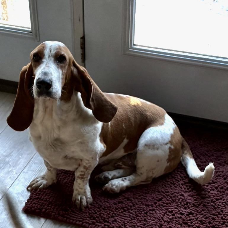 Enlarge Winston & Roxy, a ADOPTABLE Basset Hound in St. Paul, MN image 4/6