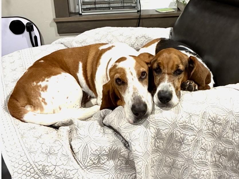 Enlarge Winston & Roxy, a ADOPTABLE Basset Hound in St. Paul, MN image 1/6