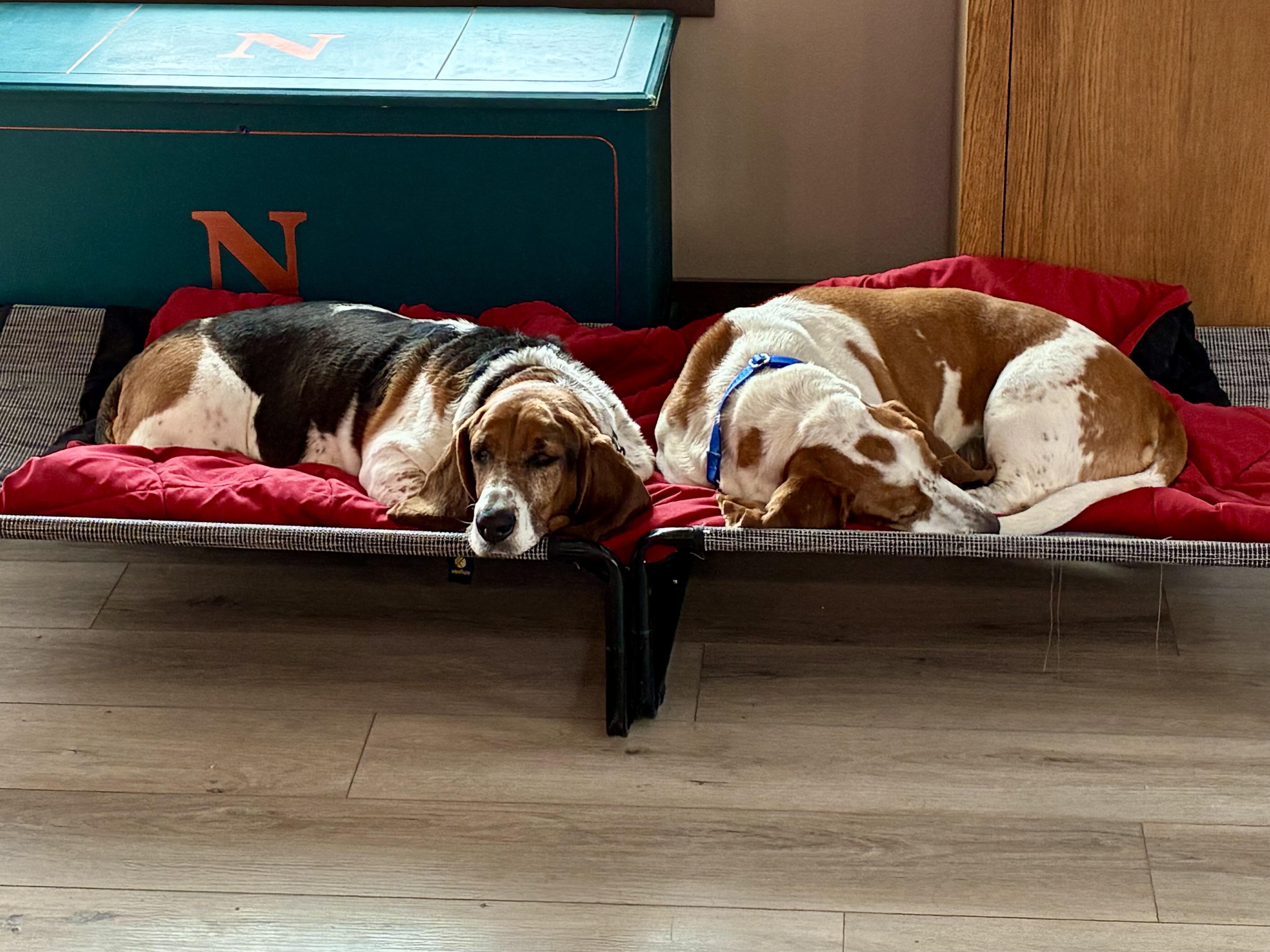 Enlarge Winston & Roxy, a ADOPTABLE Basset Hound in St. Paul, MN image 5/6