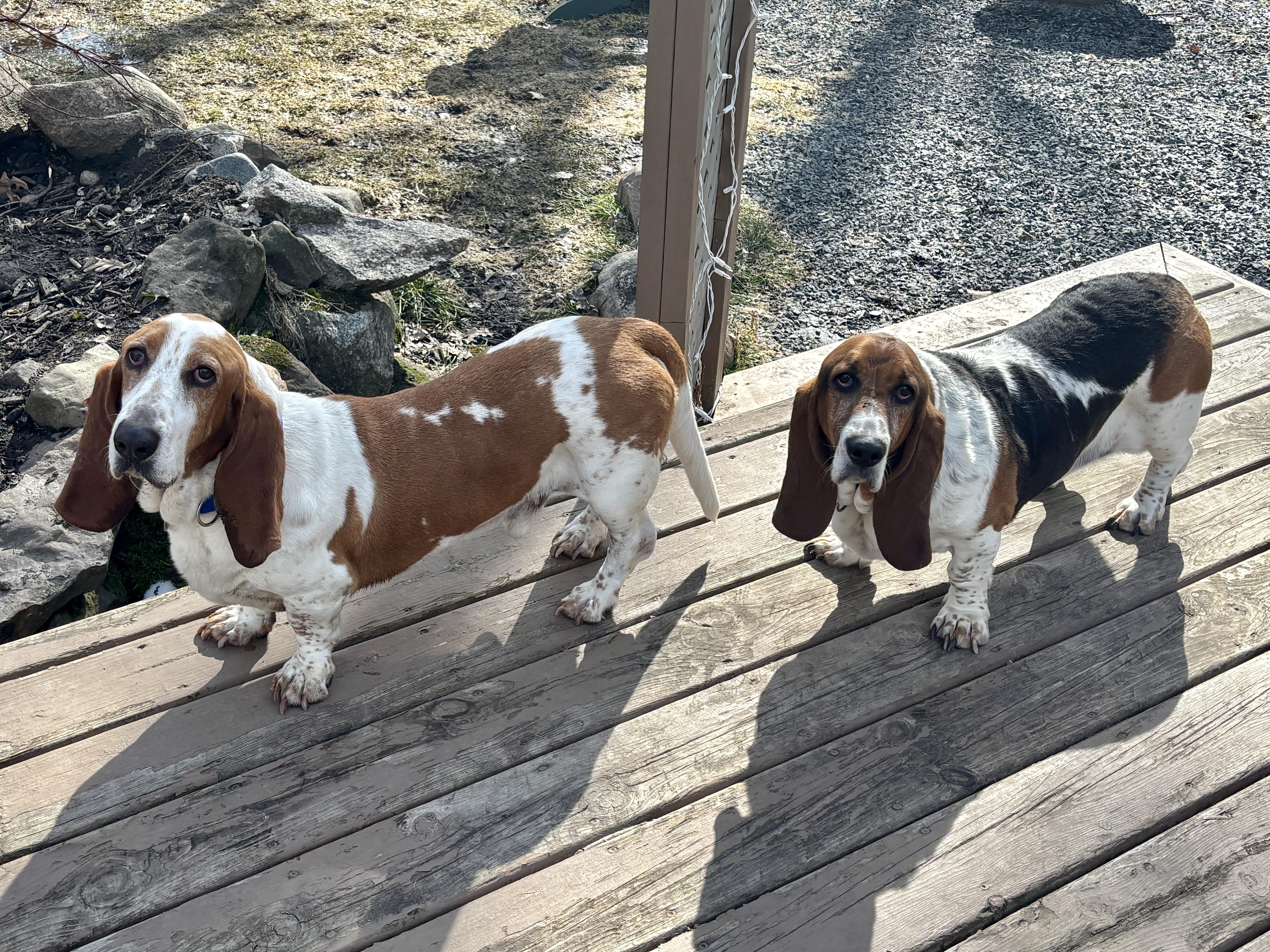 Enlarge Winston & Roxy, a ADOPTABLE Basset Hound in St. Paul, MN image 6/6