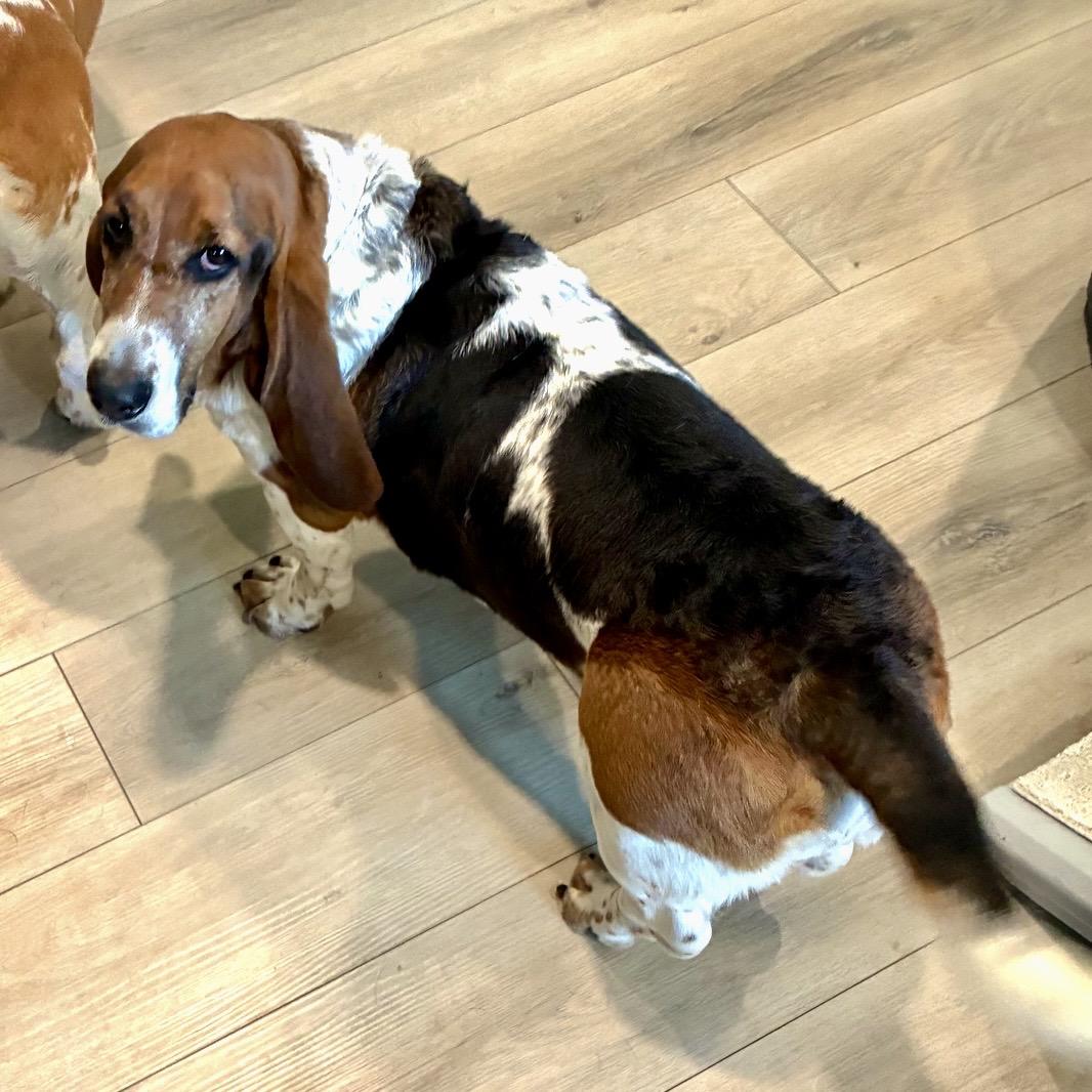 Enlarge Winston & Roxy, a ADOPTABLE Basset Hound in St. Paul, MN image 3/6