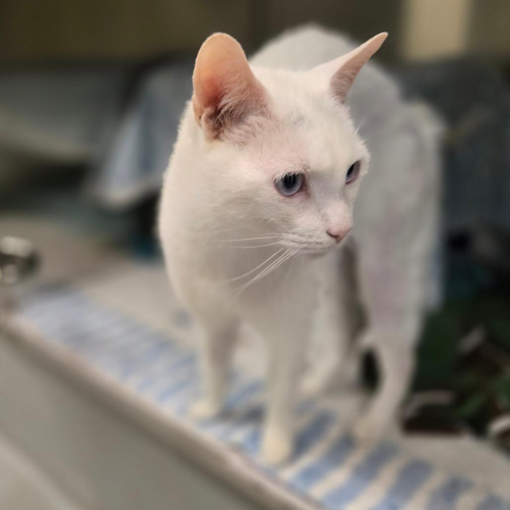 Enlarge Taro, a Adoptable Domestic Short Hair in Charlottesville, VA image 1/6