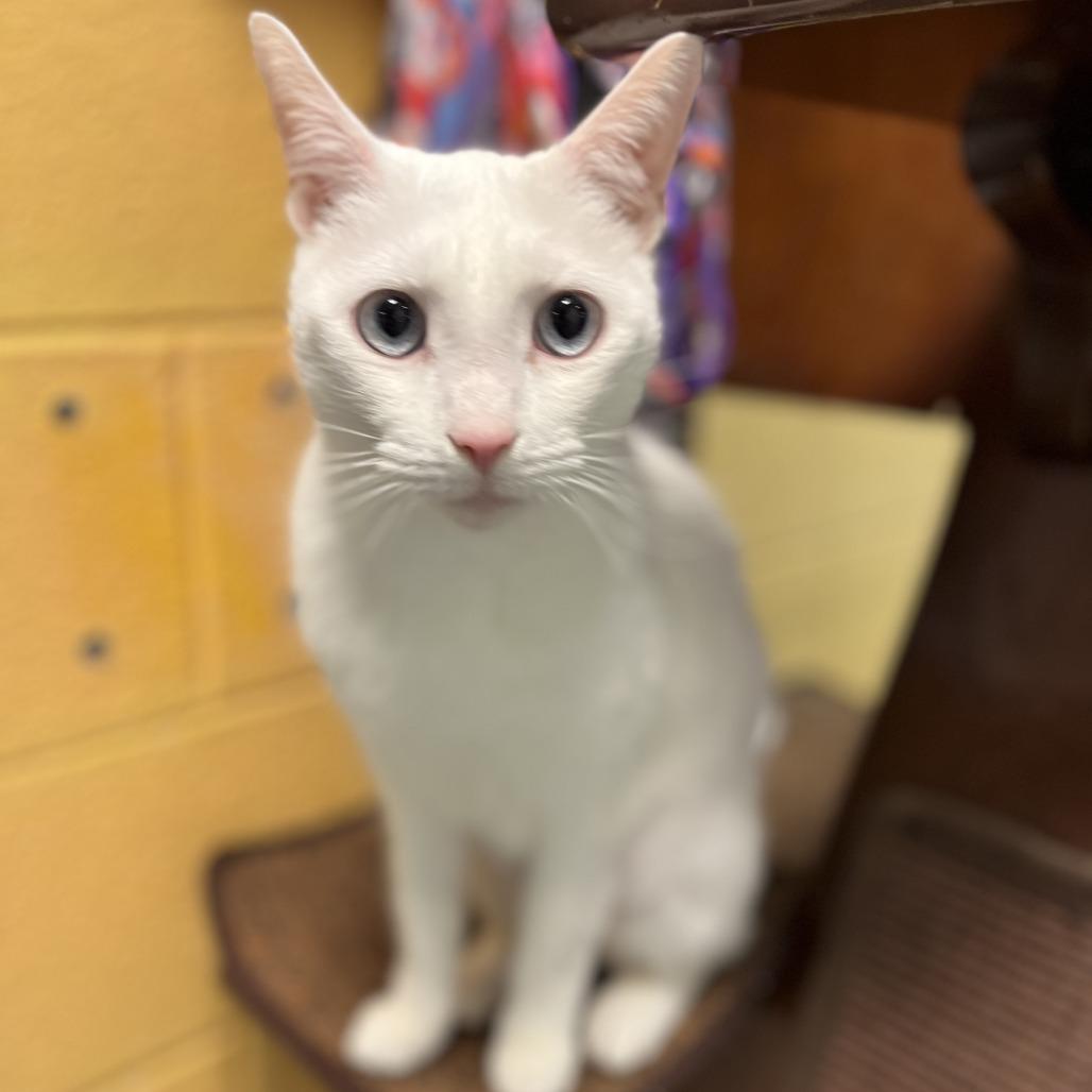 Taro, a Adoptable Domestic Short Hair in Charlottesville, VA image 3/6