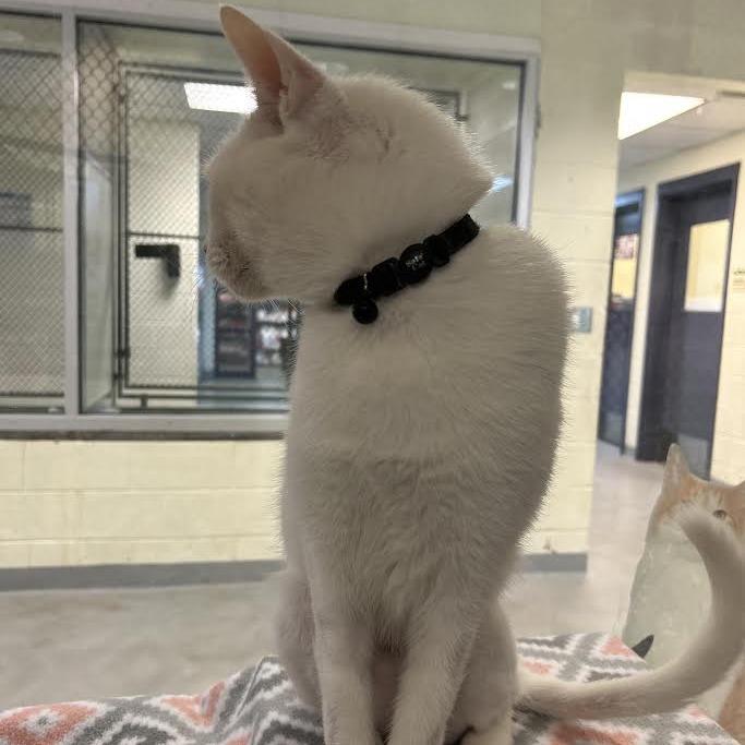 Enlarge Taro, a Adoptable Domestic Short Hair in Charlottesville, VA image 3/6