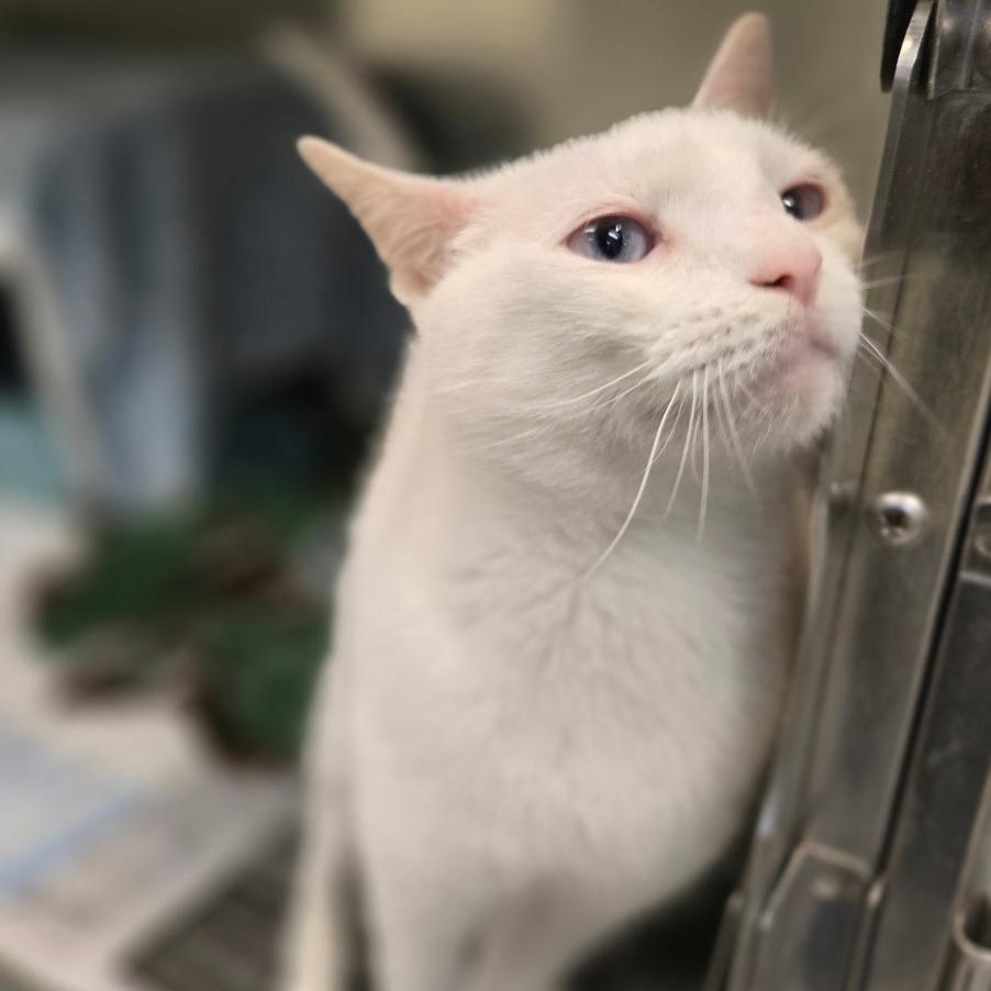 Enlarge Taro, a Adoptable Domestic Short Hair in Charlottesville, VA image 4/6