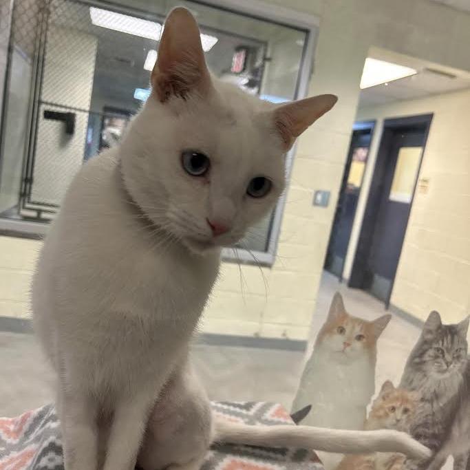 Enlarge Taro, a Adoptable Domestic Short Hair in Charlottesville, VA image 5/6