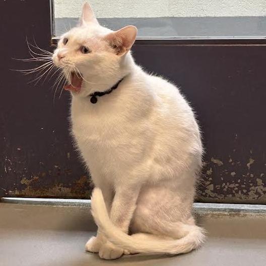 Enlarge Taro, a Adoptable Domestic Short Hair in Charlottesville, VA image 6/6