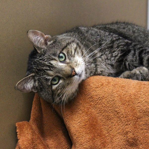 Badger, Adoptable, Senior Male Domestic Short Hair.