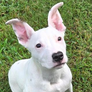 Enlarge Tator - 5 Months, a Adoptable Mixed Breed in Sterling, MA image 1/1