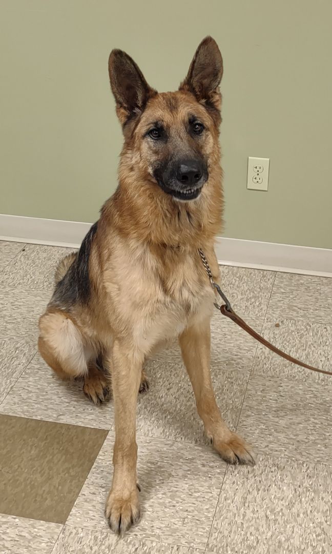 Mavrick, a Adoptable German Shepherd Dog in Hastings, NE image 3/4