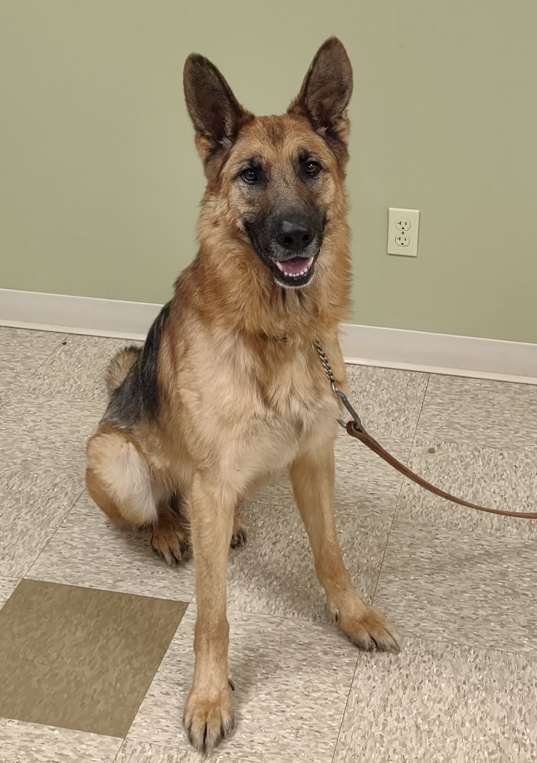 Mavrick, a Adoptable German Shepherd Dog in Hastings, NE image 4/4
