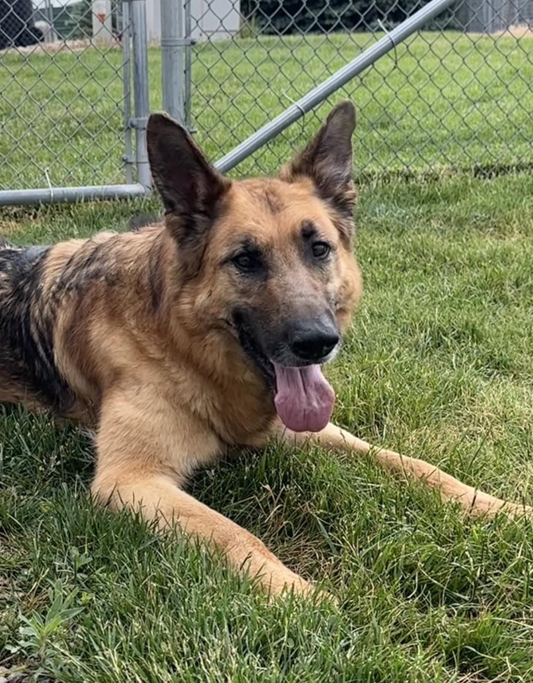Mavrick, a Adoptable German Shepherd Dog in Hastings, NE image 1/4