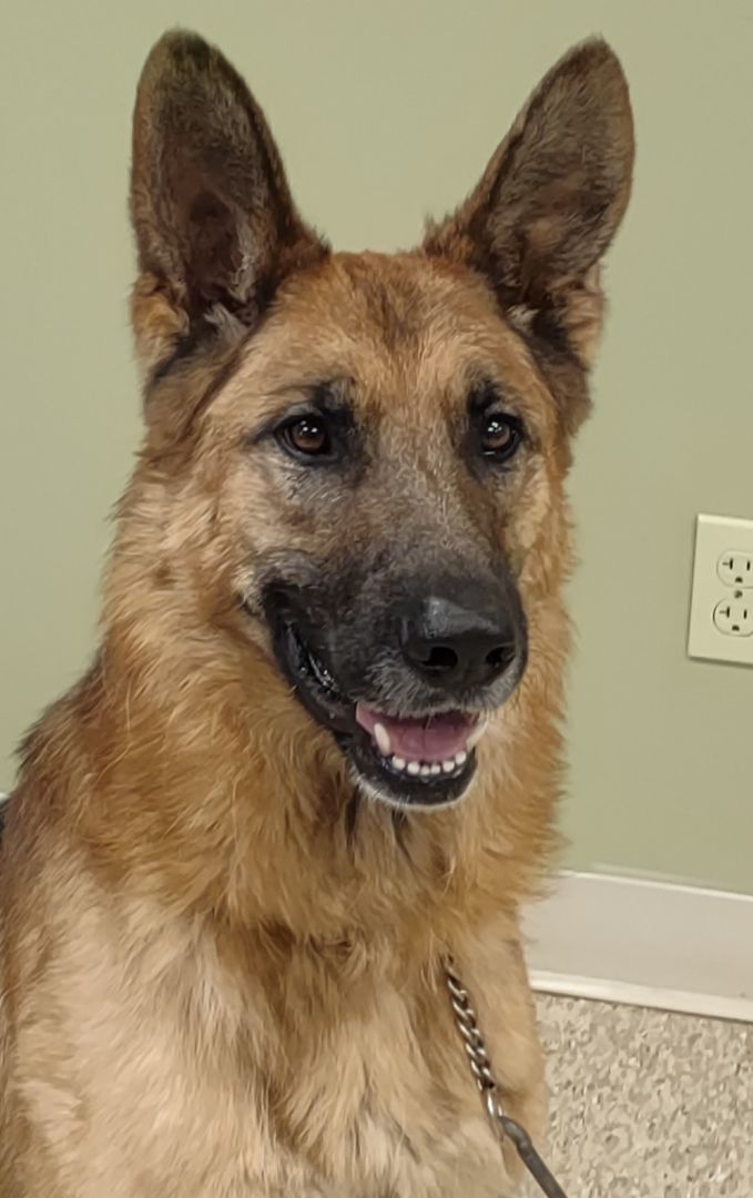 Mavrick, a Adoptable German Shepherd Dog in Hastings, NE image 2/4