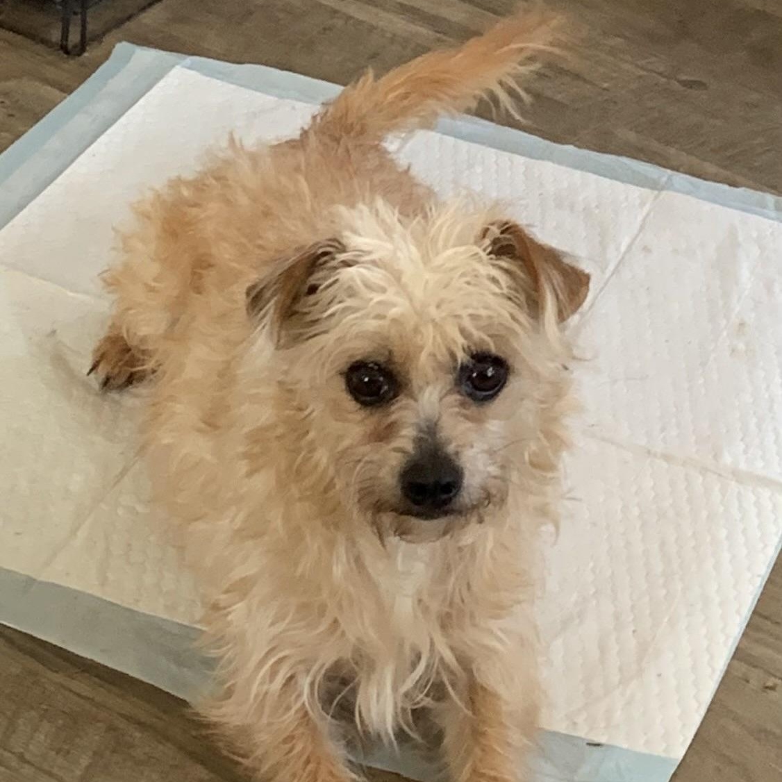 Judy * OK, adopted, Young Female Yorkshire Terrier & Wire Fox Terrier.
