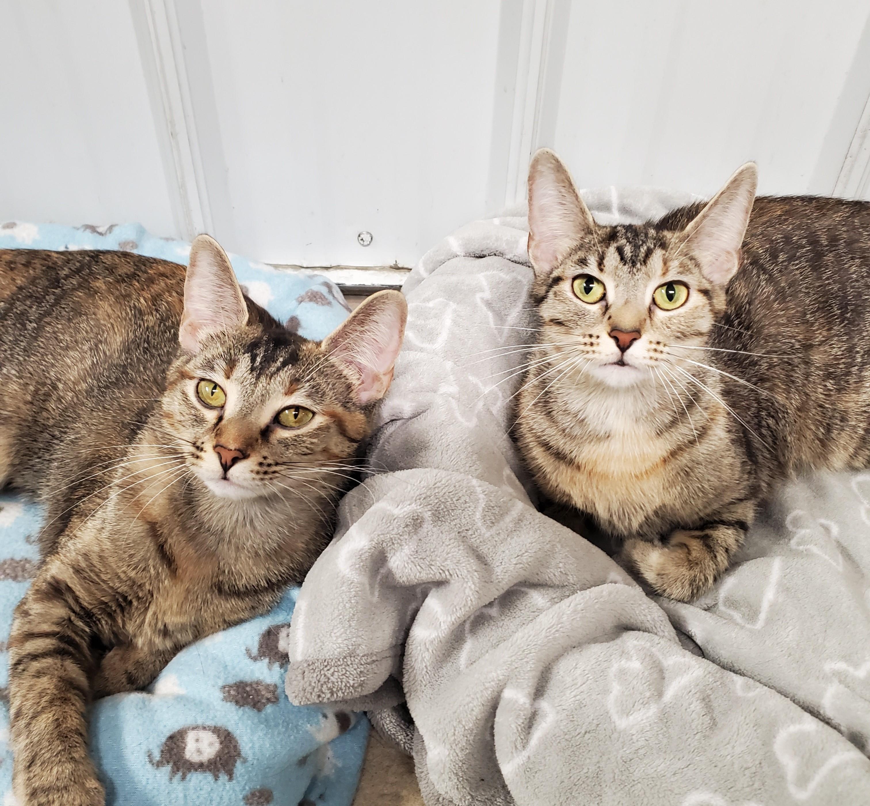Callie and Cinnamon, ADOPTABLE, Young Female Domestic Short Hair.
