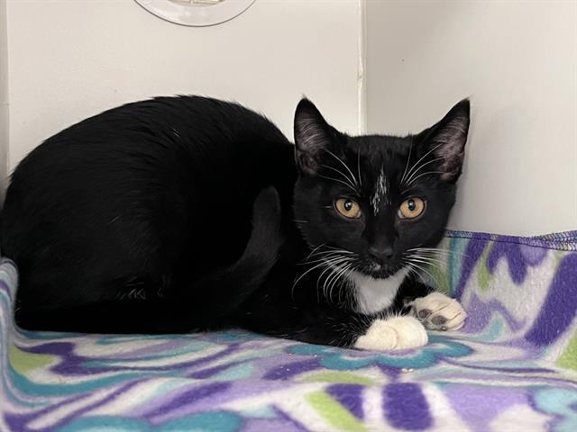 Enlarge BETTY, a Adoptable Domestic Short Hair in Kent, WA image 1/1