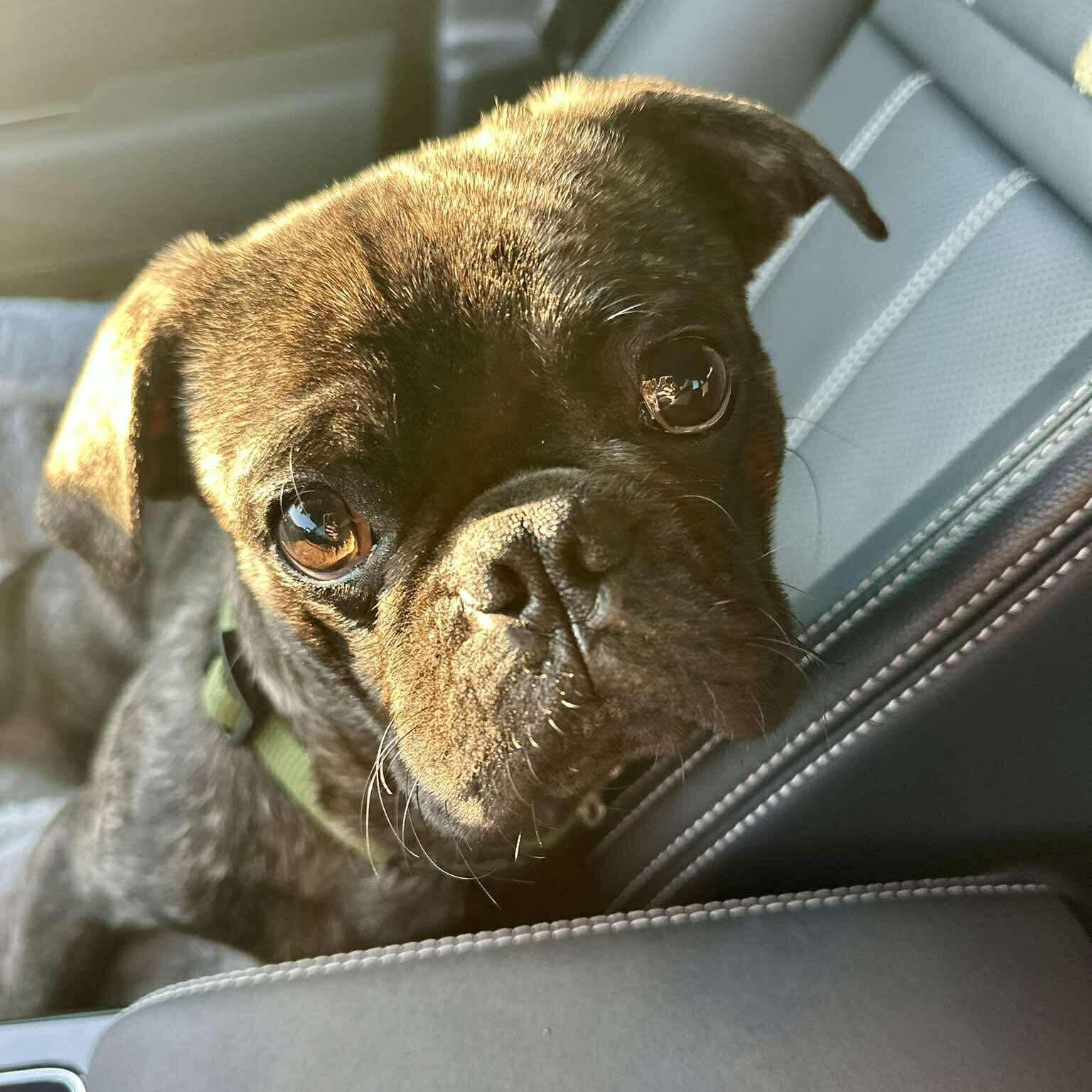 Xavi, adopted, Young Male Pug & French Bulldog.