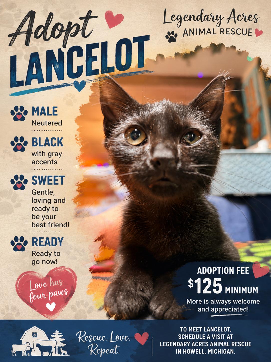Enlarge Lancelot, a ADOPTABLE American Shorthair in HOWELL, MI image 2/3