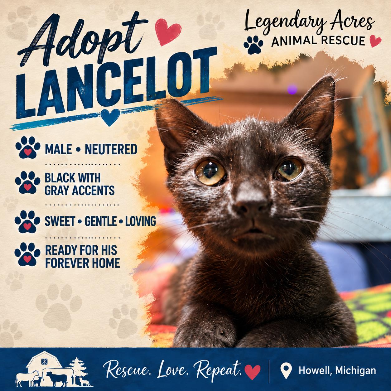 Lancelot, ADOPTABLE, Young Male American Shorthair.