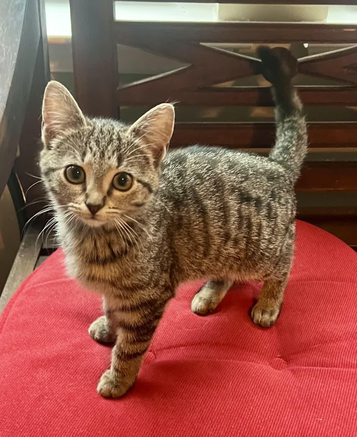 Marlo, adopted, Kitten Female Domestic Short Hair.