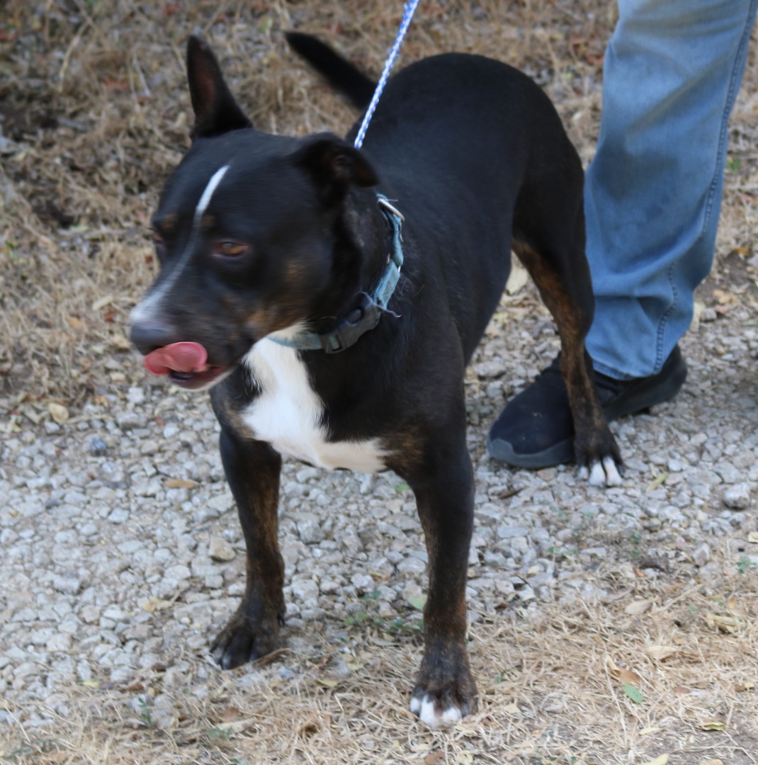 Enlarge Brutus, a Adoptable mixed breed in Bandera, TX image 1/11