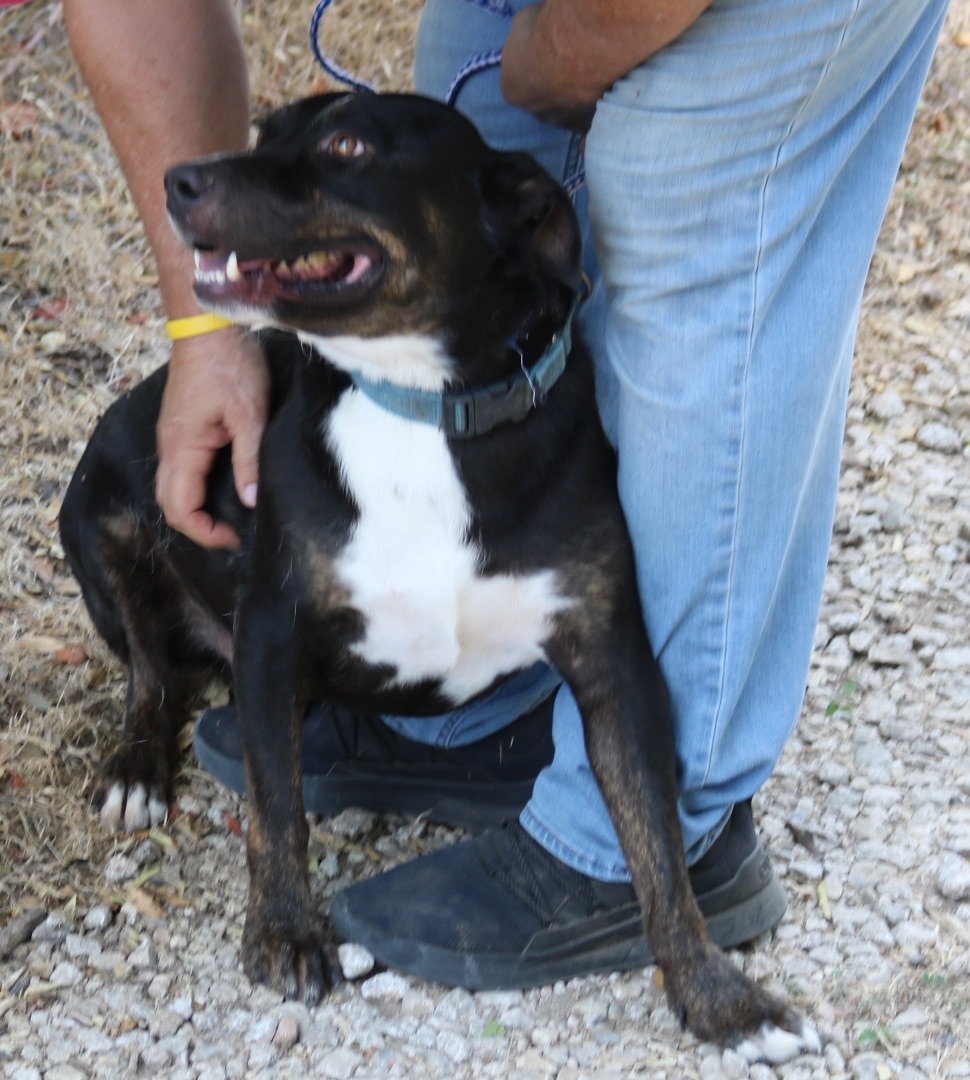 Enlarge Brutus, a Adoptable mixed breed in Bandera, TX image 2/11