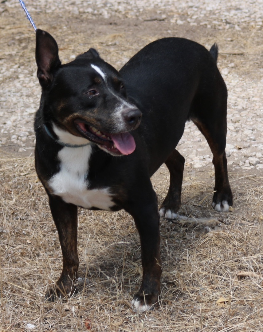 Enlarge Brutus, a Adoptable mixed breed in Bandera, TX image 3/11