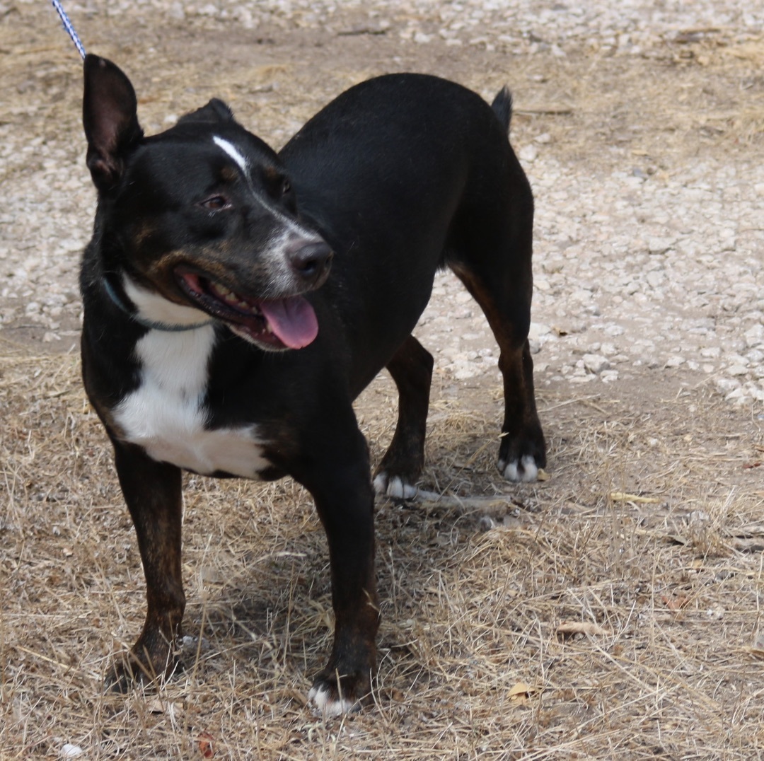 Enlarge Brutus, a Adoptable mixed breed in Bandera, TX image 4/11