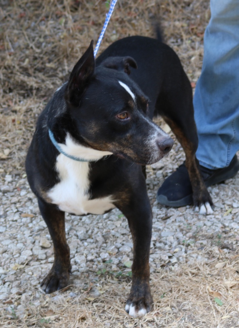 Enlarge Brutus, a Adoptable mixed breed in Bandera, TX image 5/11