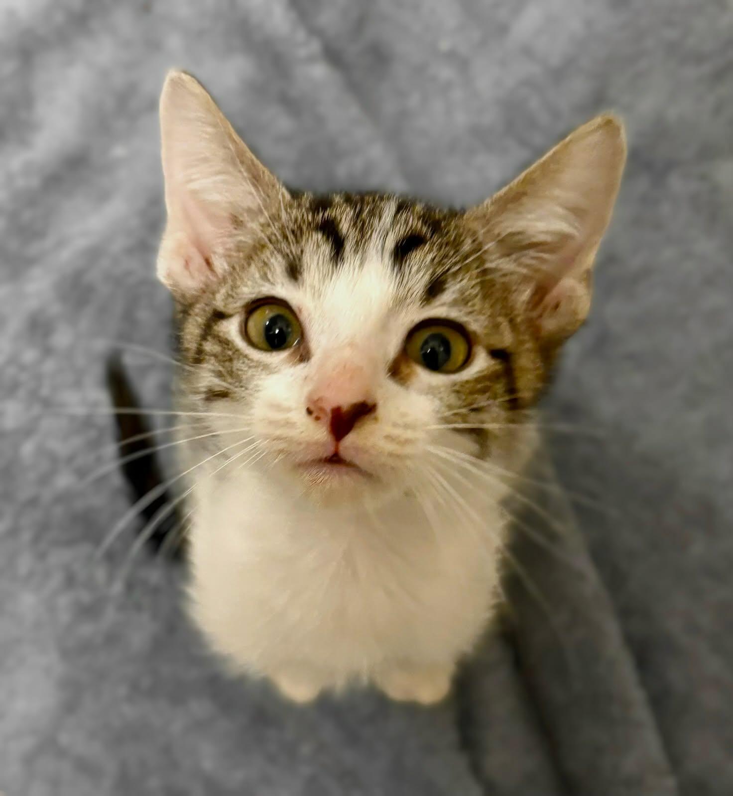 Clover, Adoptable, Kitten Male Domestic Medium Hair.