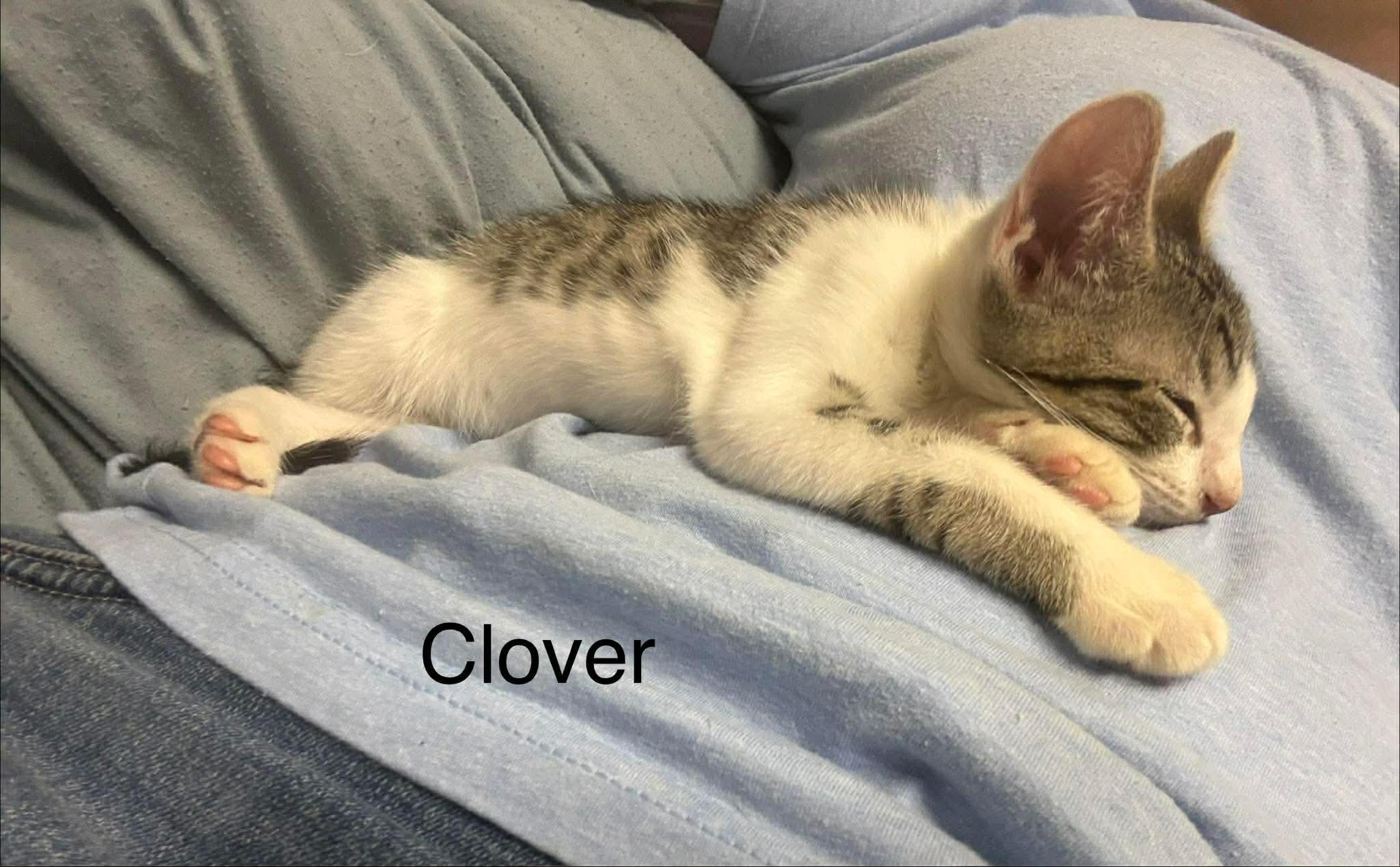 Clover, a Adoptable Domestic Medium Hair in Smithfield, RI image 3/3