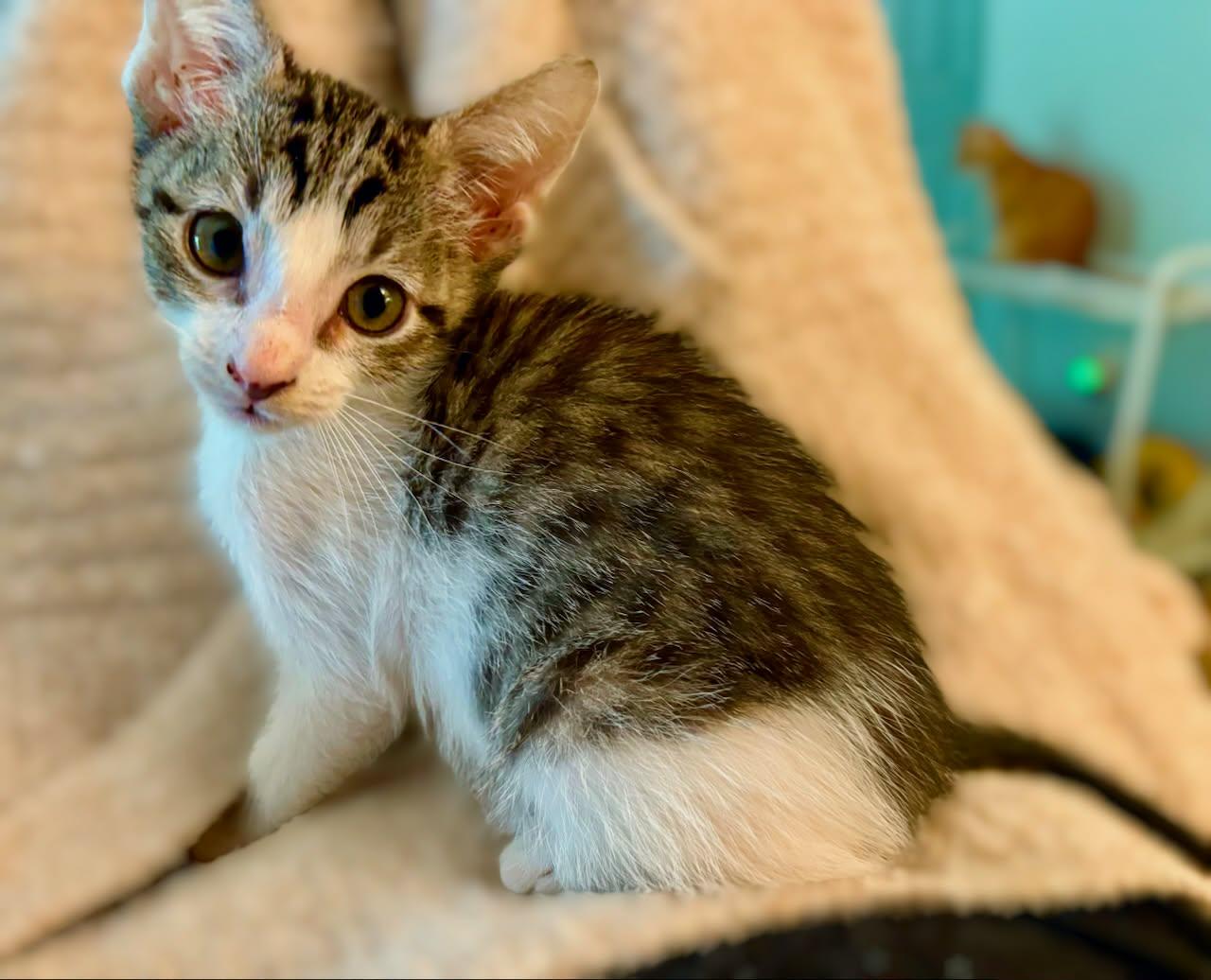 Clover, a Adoptable Domestic Medium Hair in Smithfield, RI image 2/3