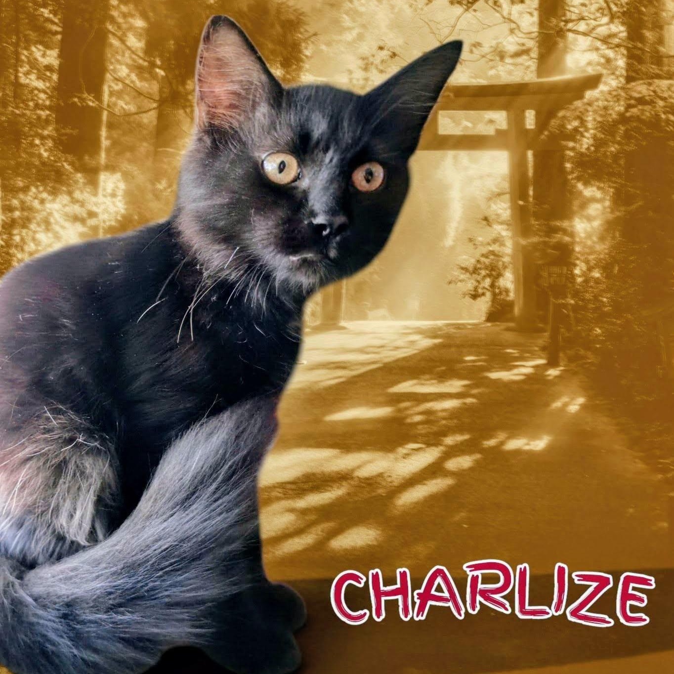 Enlarge Charlize, a Adoptable Domestic Medium Hair in New Port Richey, FL image 2/3