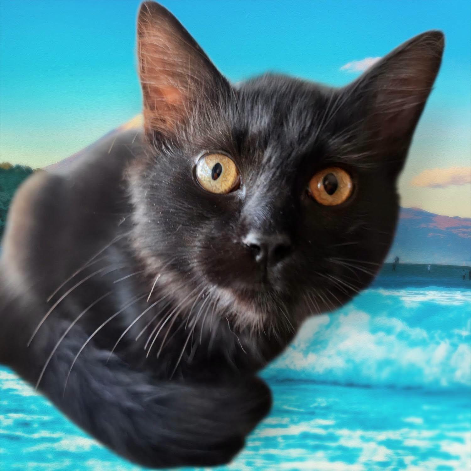 Charlize, Adoptable, Kitten Female Domestic Medium Hair.