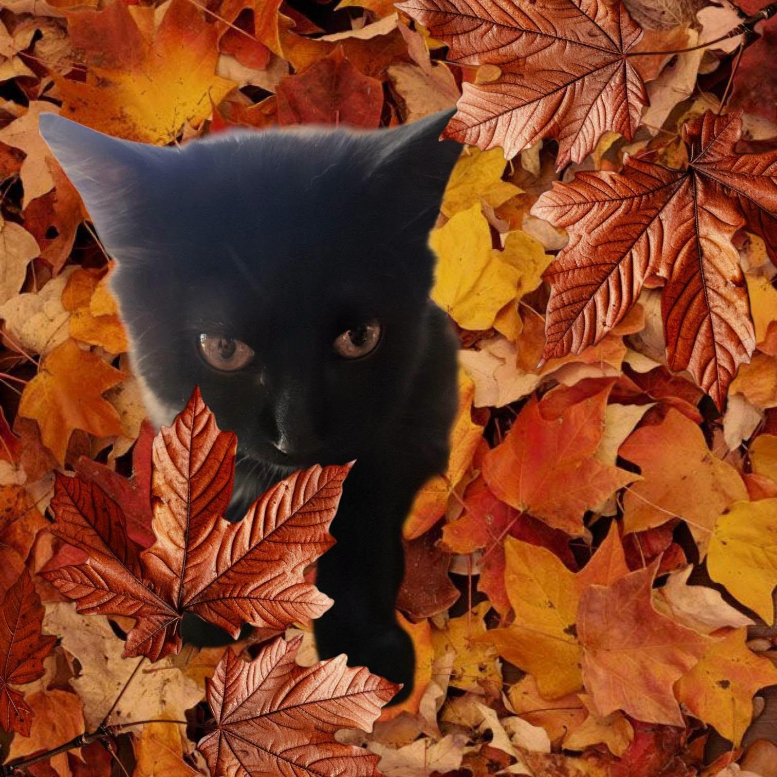 Enlarge Charlize, a Adoptable Domestic Medium Hair in New Port Richey, FL image 3/3