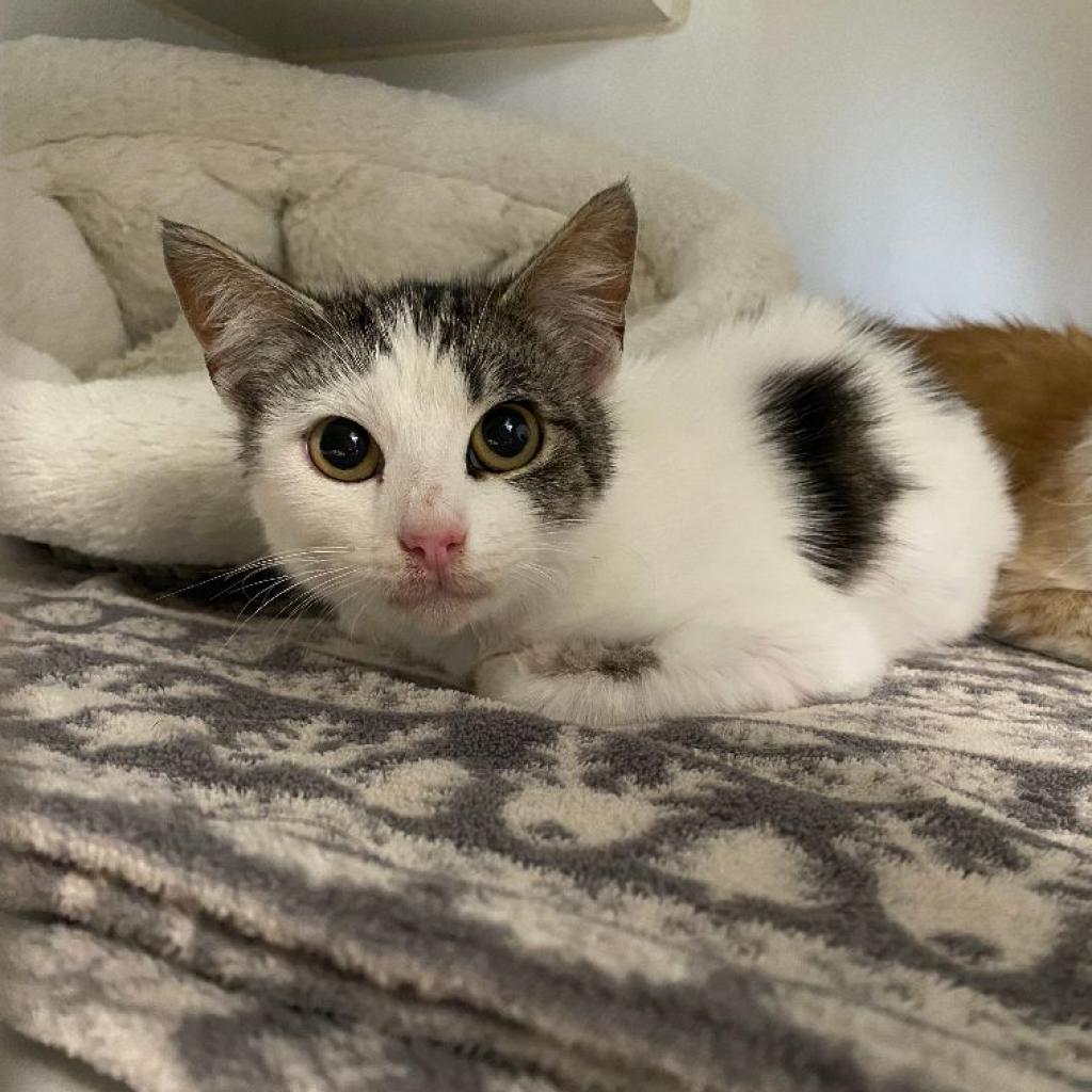 Rio, a Adoptable Domestic Short Hair in San Pablo, CA image 2/3