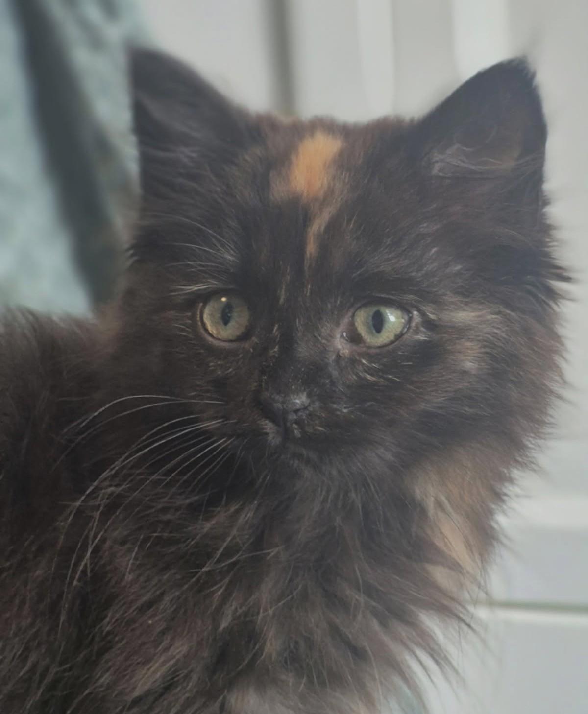 Enlarge Risa (Bonded to Ruby), a ADOPTABLE mixed breed in Ypsilanti, MI image 2/6