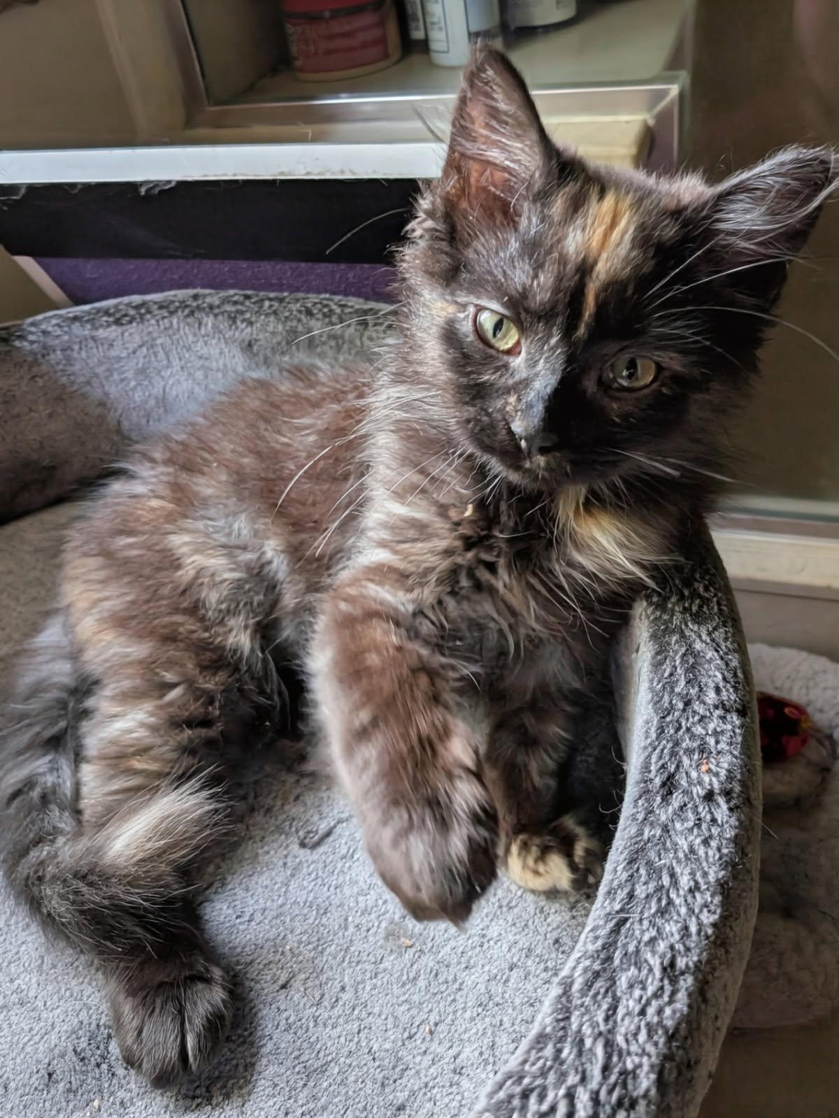Risa (Bonded to Ruby), ADOPTABLE, Kitten Female Maine Coon & Tortoiseshell.