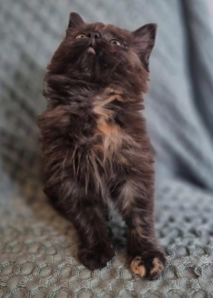 Enlarge Risa (Bonded to Ruby), a ADOPTABLE mixed breed in Ypsilanti, MI image 4/6