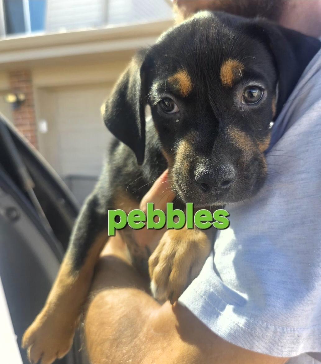 Pebbles, Adopted, Puppy Female Coonhound.