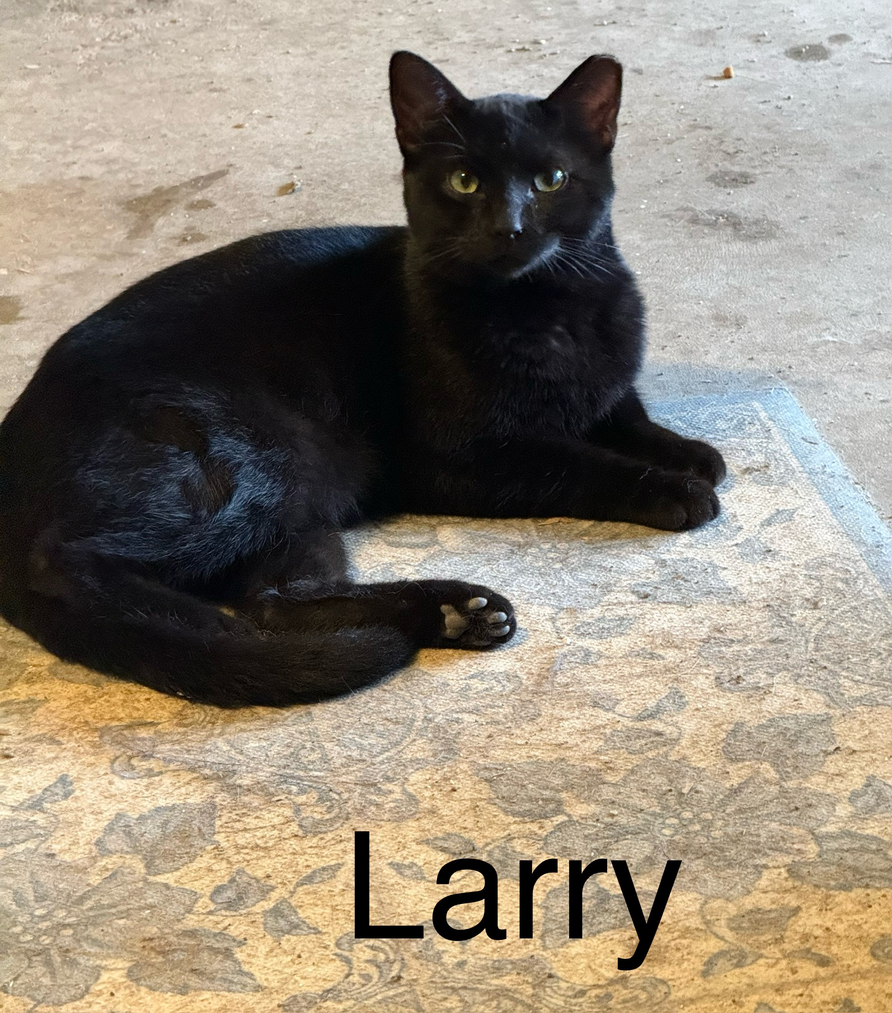 Enlarge Larry, a Adoptable Domestic Short Hair in Ludington, MI image 1/1