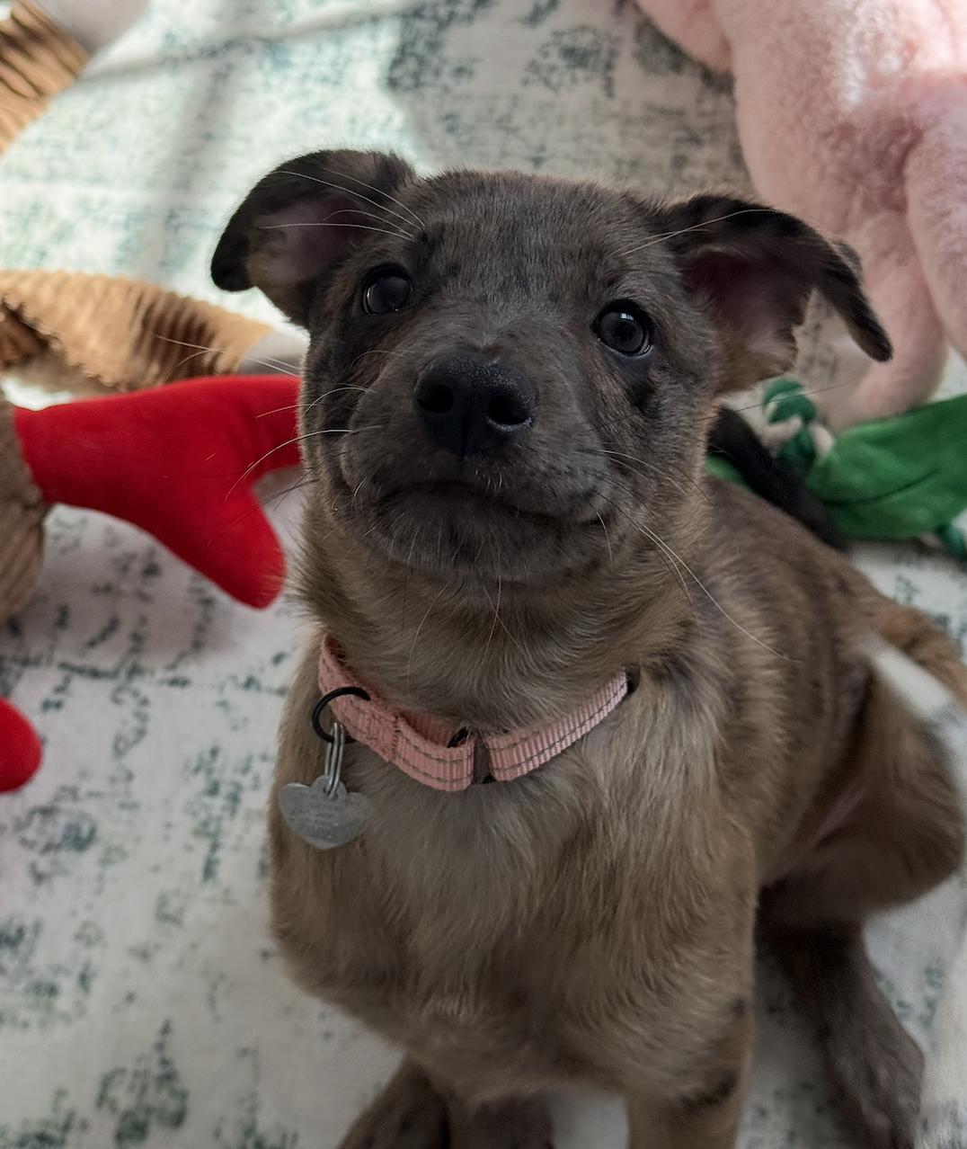 Poppy- adventure awaits, Adoptable, Puppy Female Shepherd & Catahoula Leopard Dog.