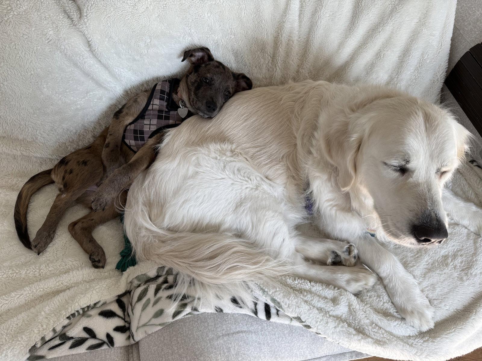 Poppy- adventure awaits, Adoptable, Puppy Female Shepherd & Catahoula Leopard Dog.