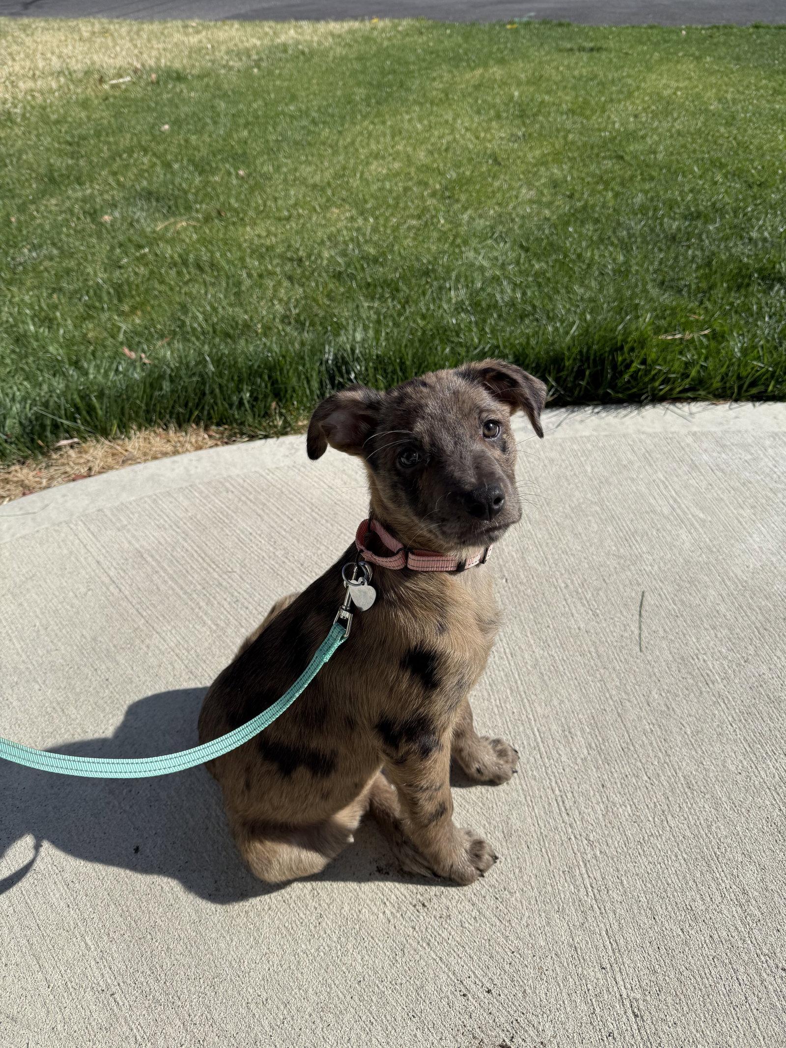 Enlarge Poppy- adventure awaits, a Adoptable mixed breed in Oakhurst, NJ image 2/3